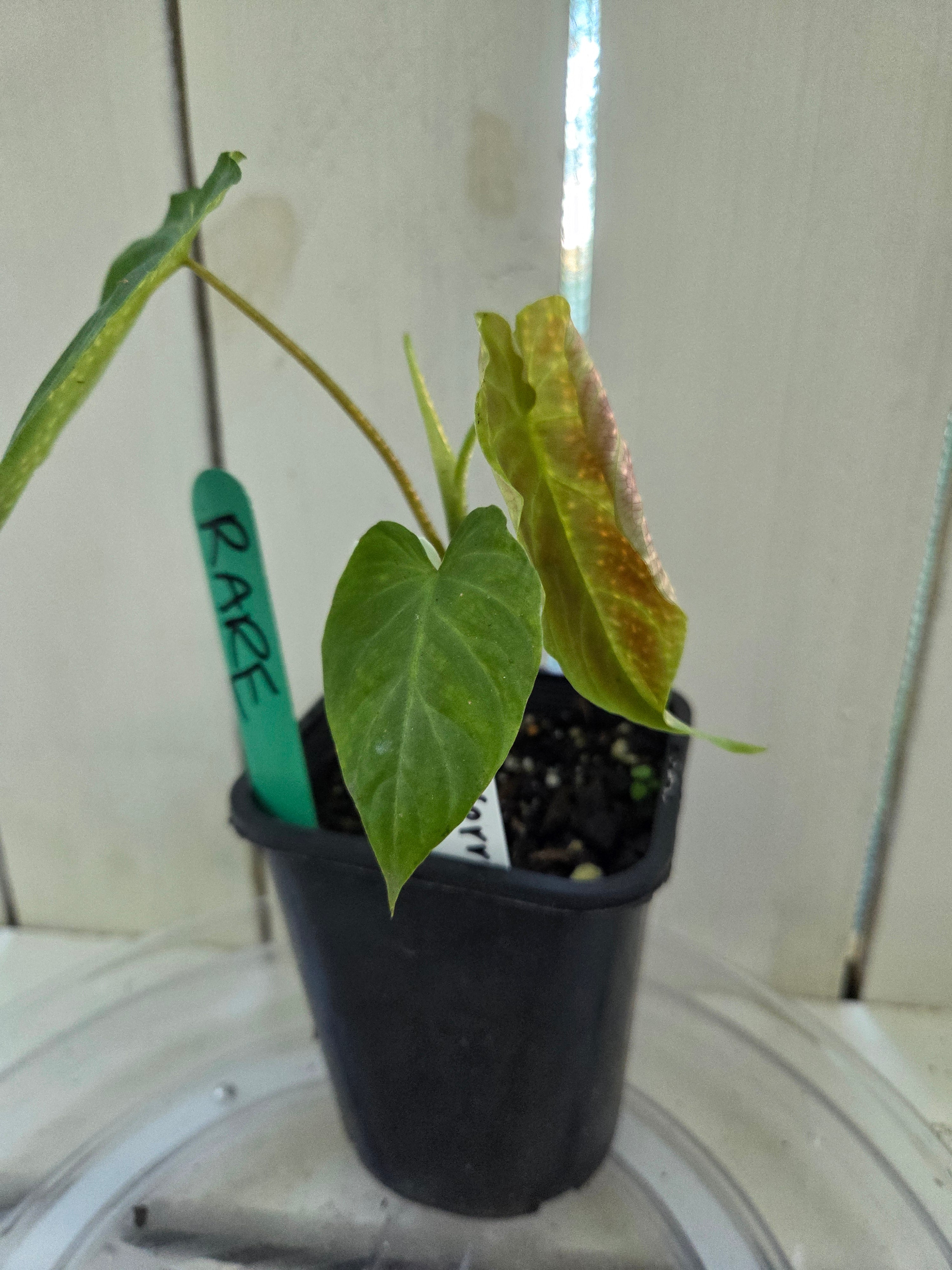 Philodendron Verracosum velvety leaf climbing aroid