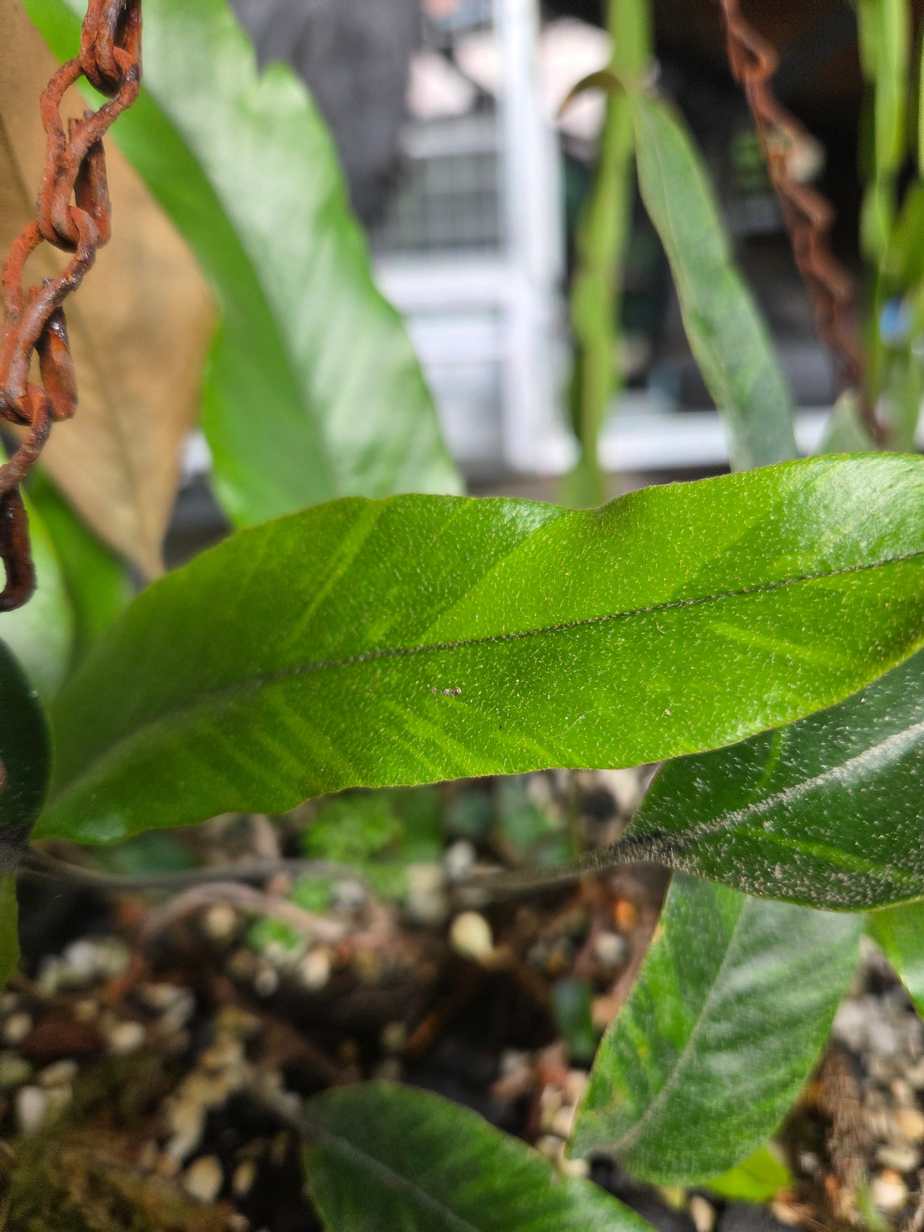 Pyrrosia lingua Variegata