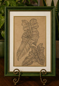 Hand sketched Philodendron Golden Dragon A4 Original one off