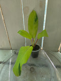 Philodendron Thai Beauty Baby Botanics