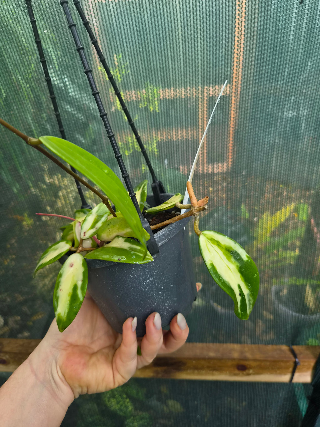 Hoya acuta variegata inner variegation