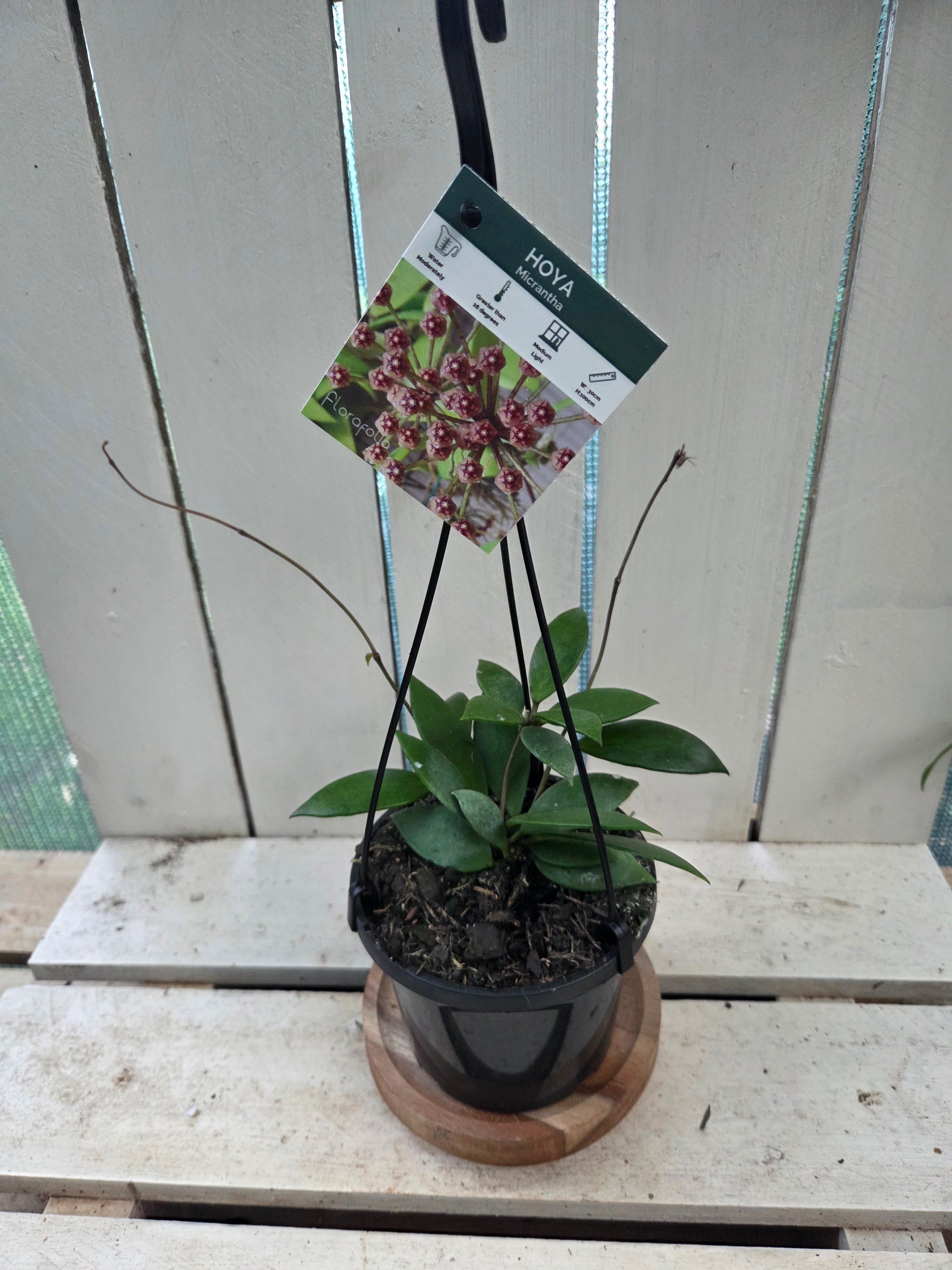 Hoya Micrantha beautiful indoor plant/vine