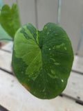 Colocasia limeaide indoor shade plant