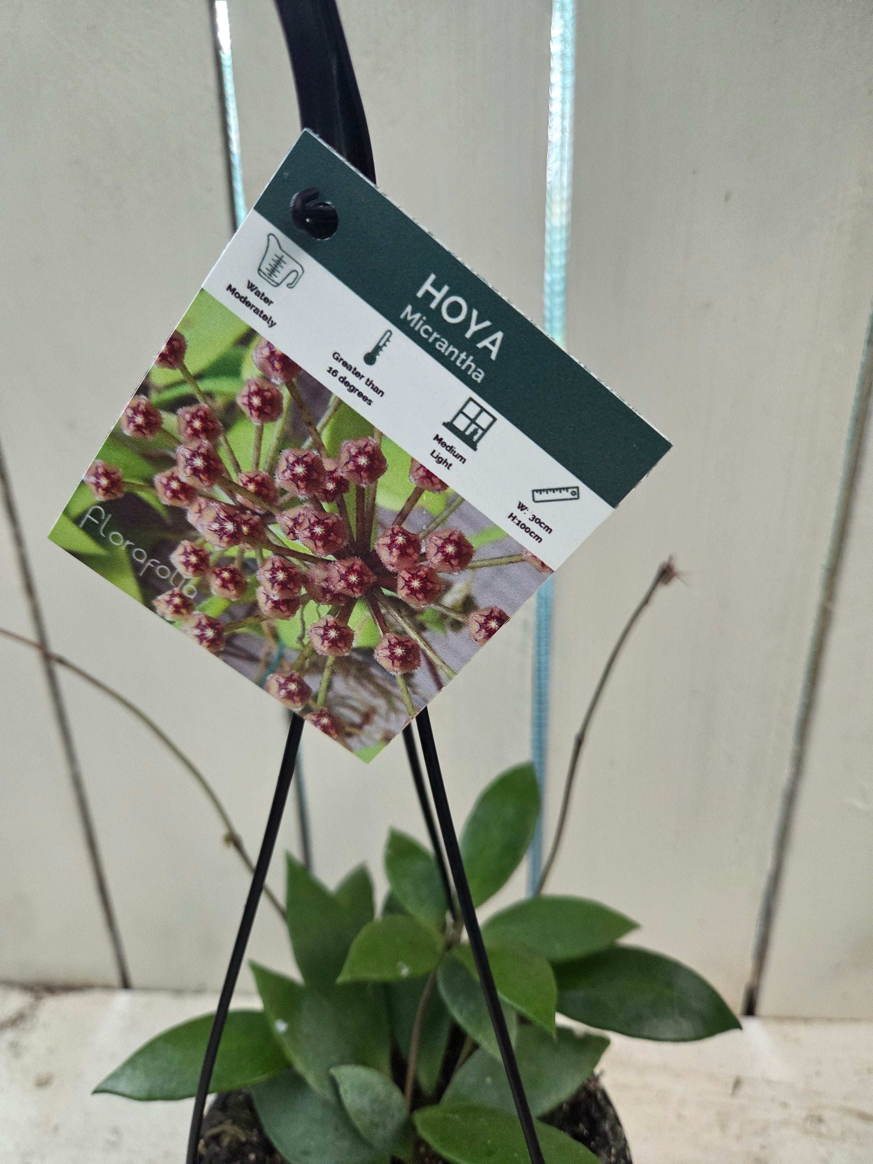 Hoya Micrantha beautiful indoor plant/vine