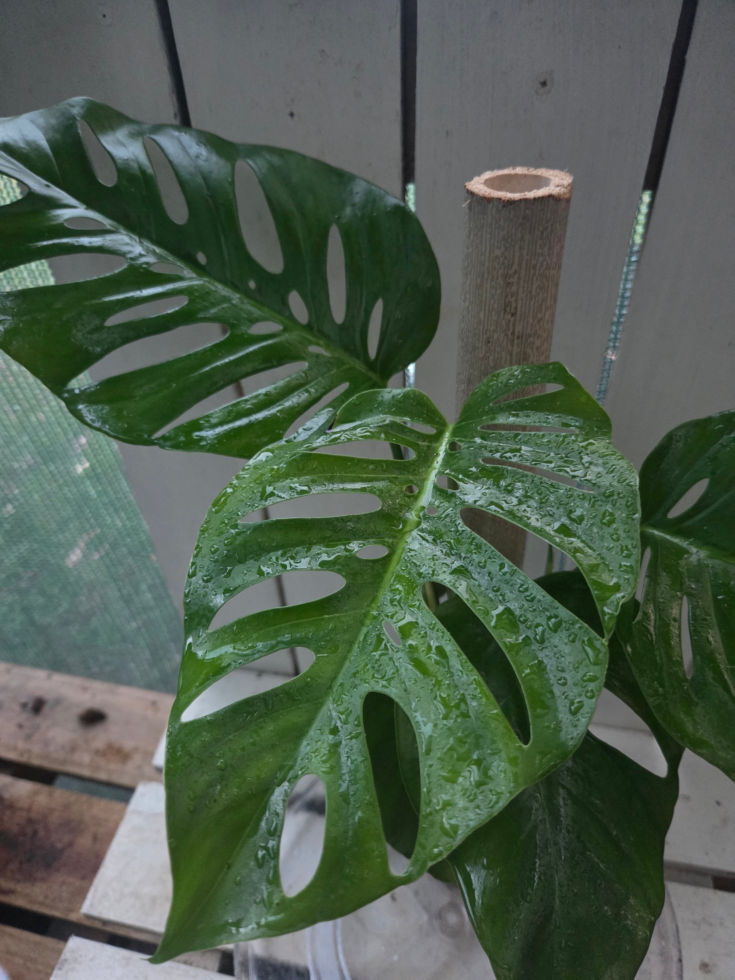 Monstera Uno if Uno you know