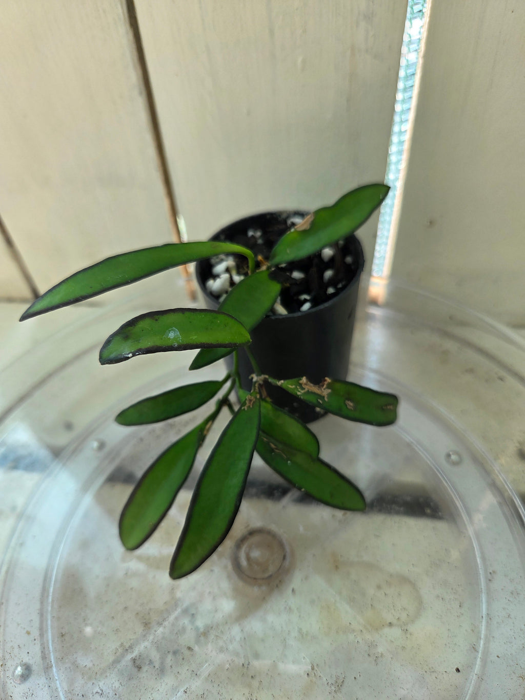 Hoya Wayettii Dark Edge