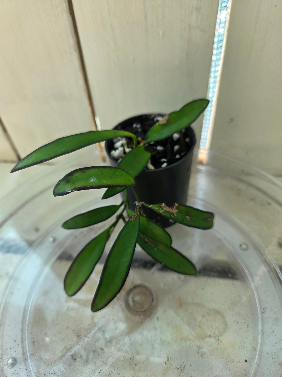 Hoya Wayettii Dark Edge