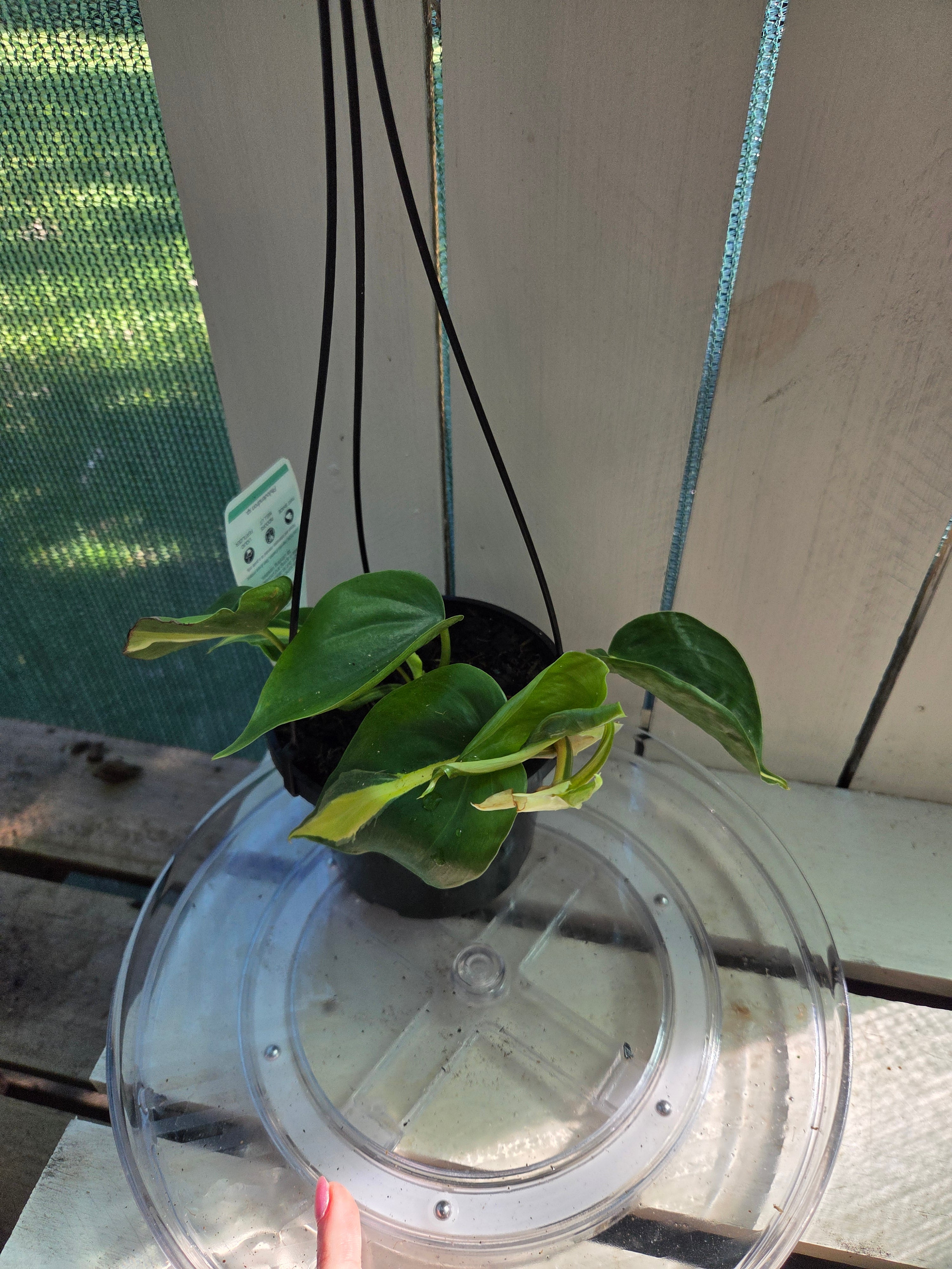Philodendron Cream Splash