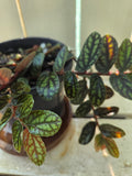 Watermelon Pellionia or Satin Pellionia terrarium plant