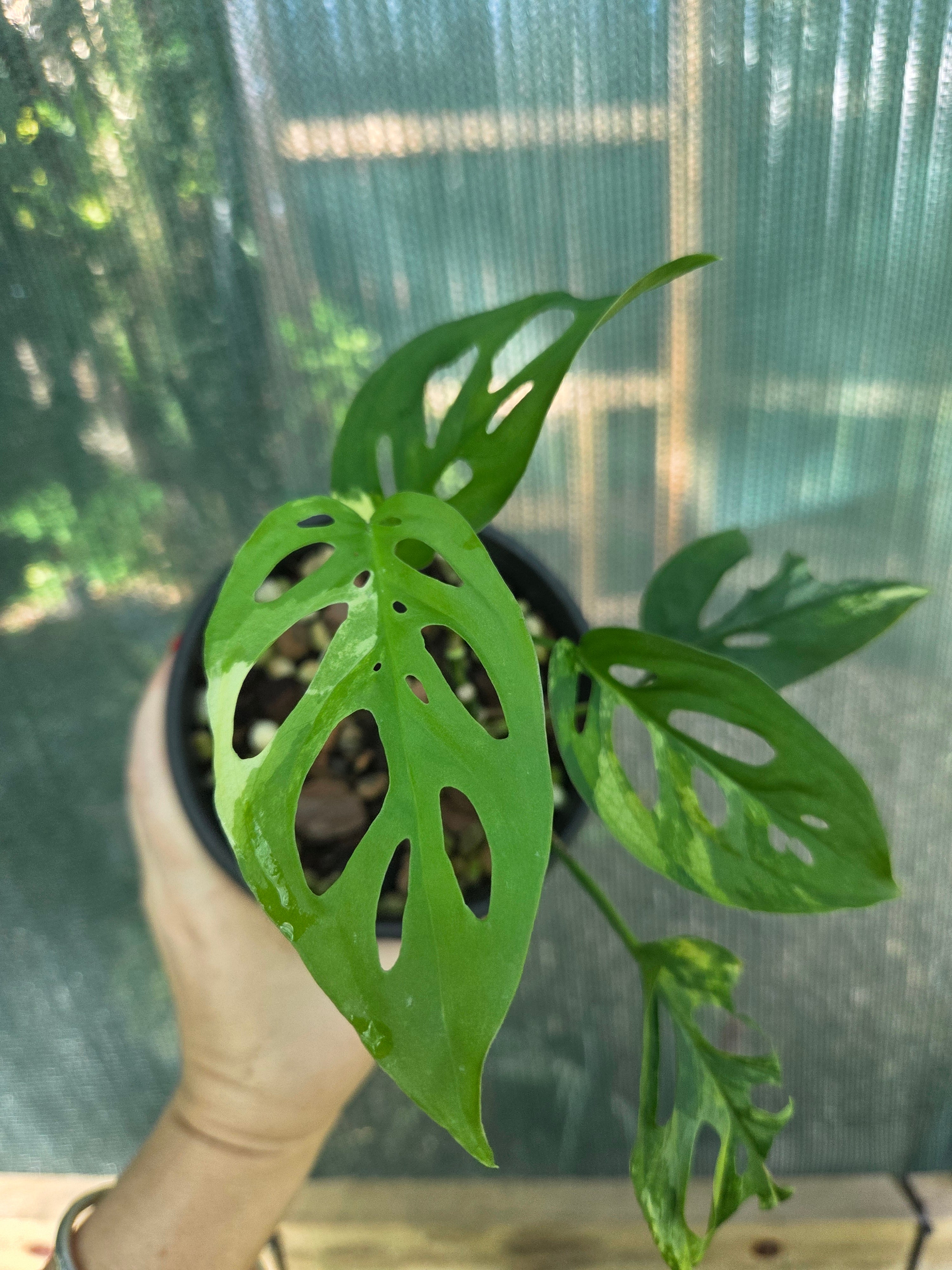 Monstera Adansonii Aurea