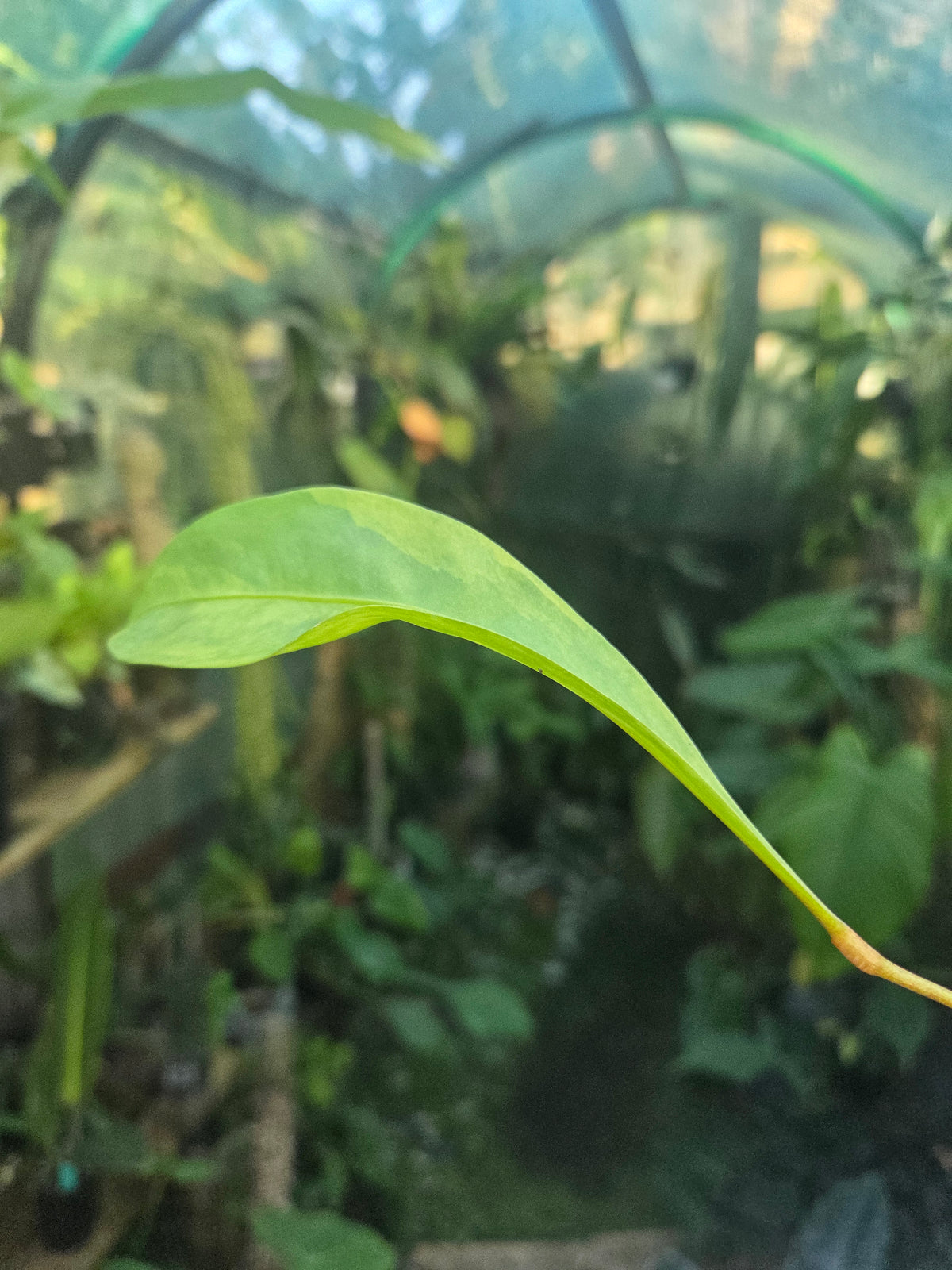 Anthurium Gracile Aurea Variegata RARE PLANT ALERT