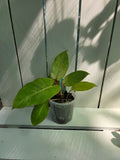 Philodendron Snow Drift