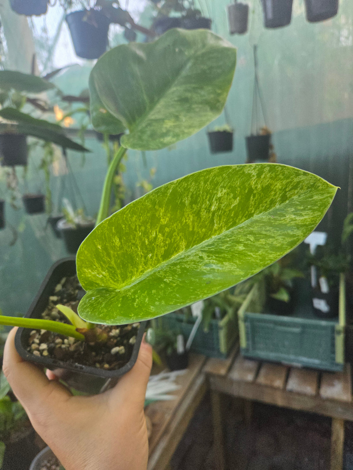 Philodendron blizzard giganteum Rare Variegated plant