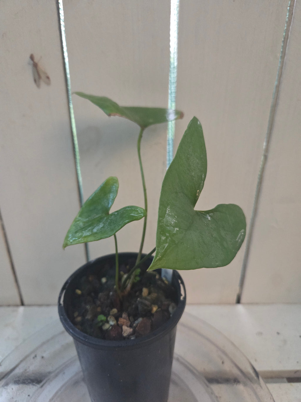 Anthurium Berriozabalense hard to come by unique collectors plant NON TC