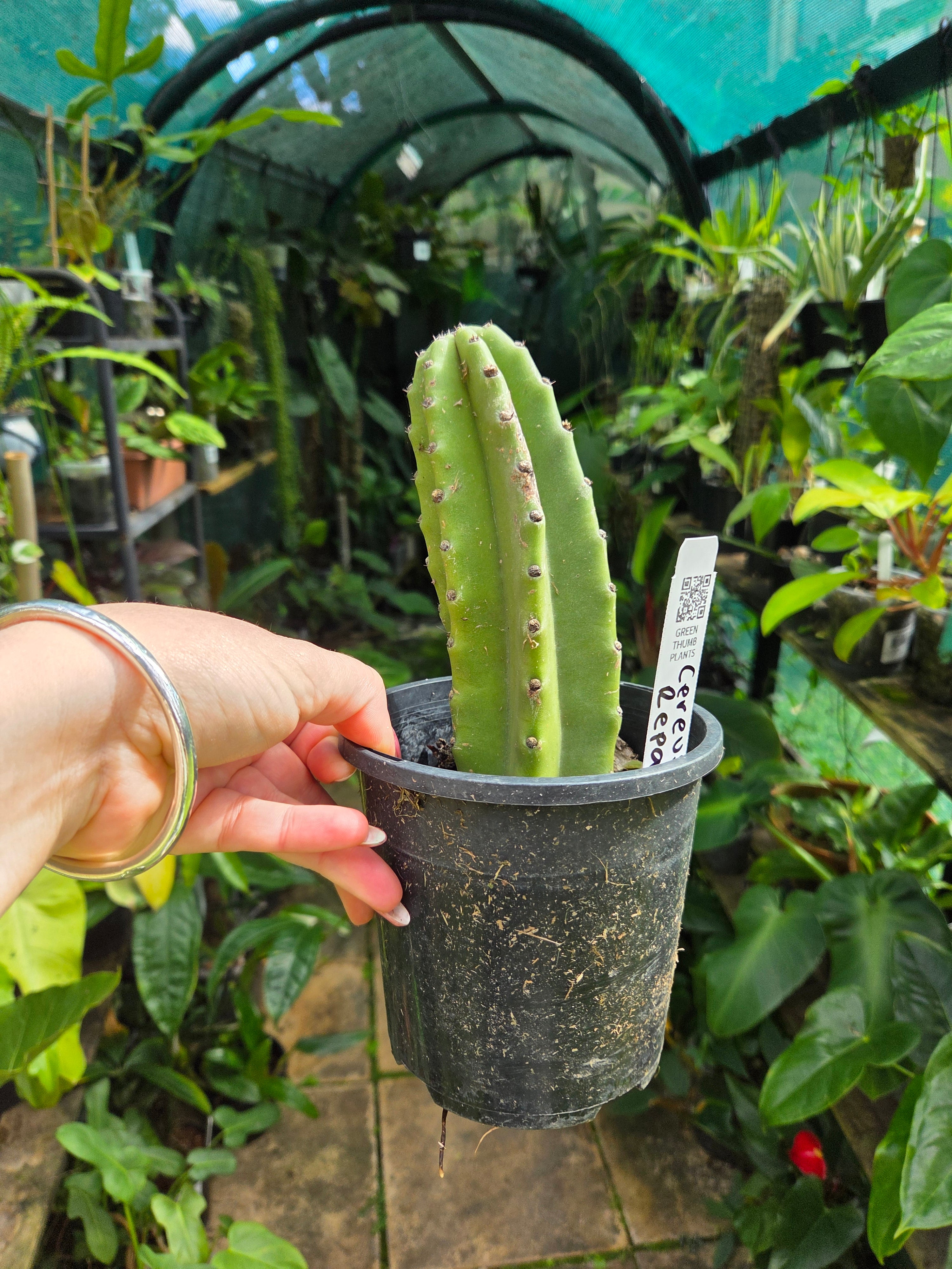 Cereus Repandus 'apple cactus' 🍎 🌵 Medium