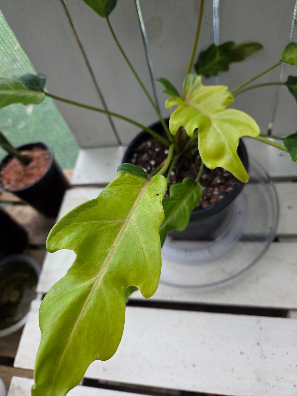Philodendron Xanadu Variegata RARE PLANT ALERT