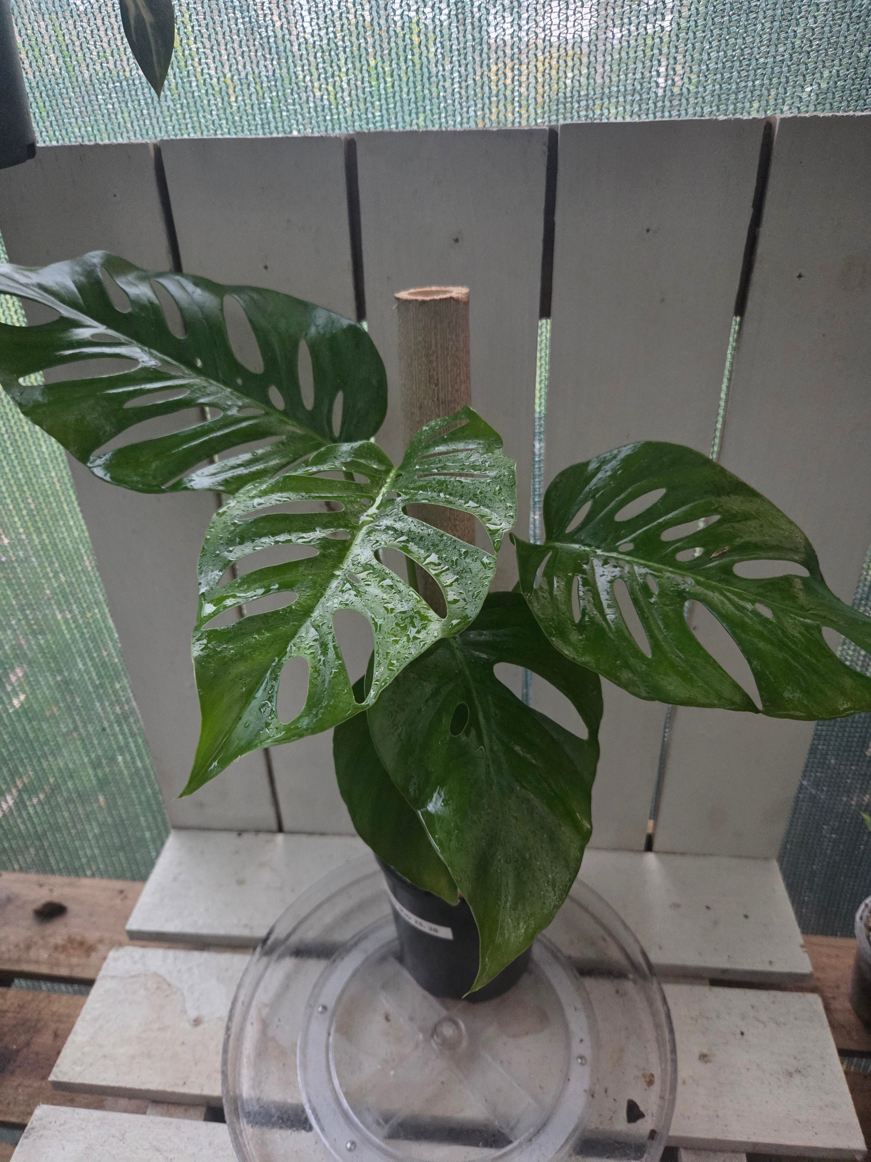Monstera Uno if Uno you know