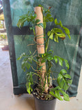 Rhaphidophora Tetrasperma on bamboo pole