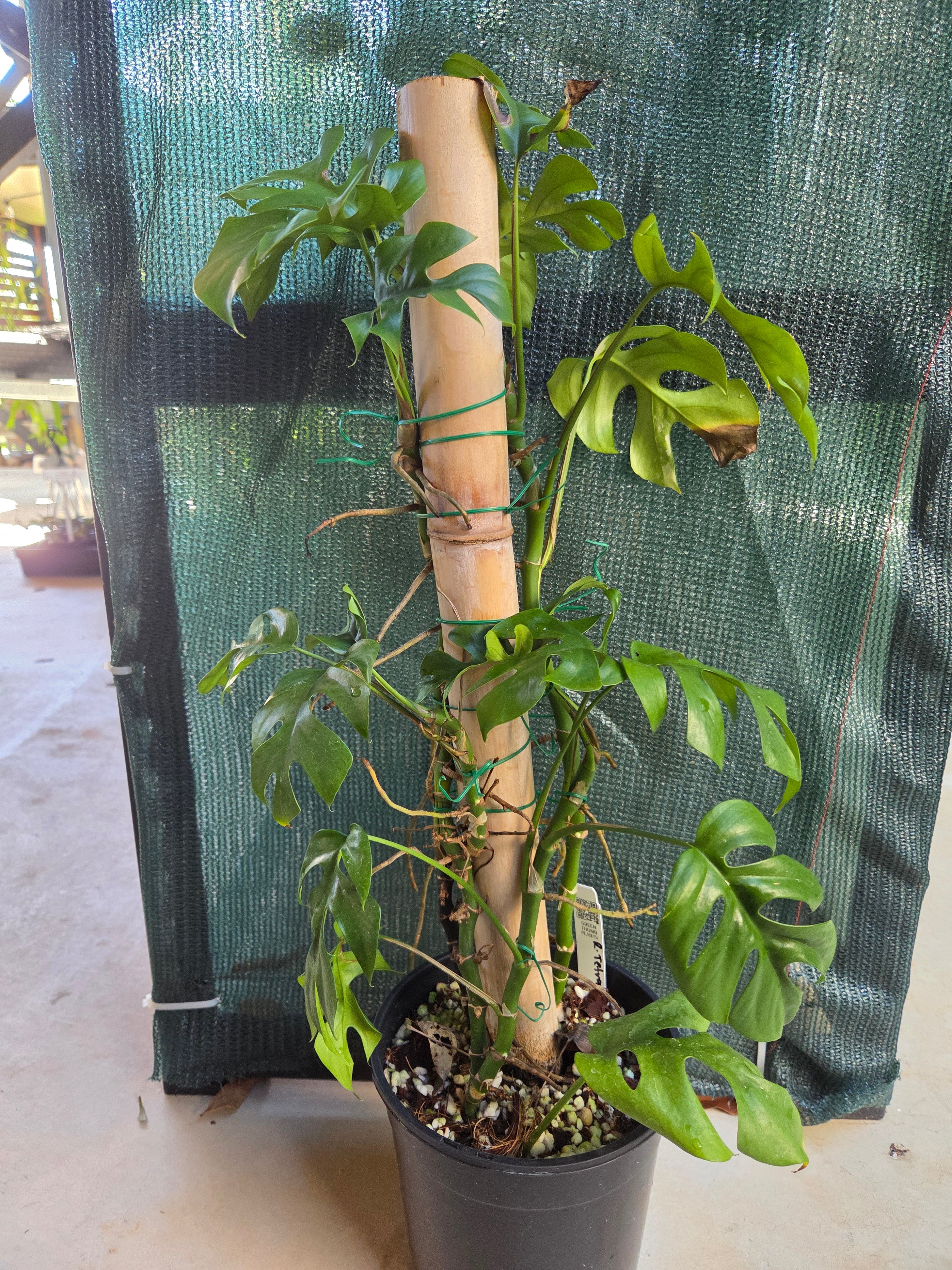 Rhaphidophora Tetrasperma on bamboo pole