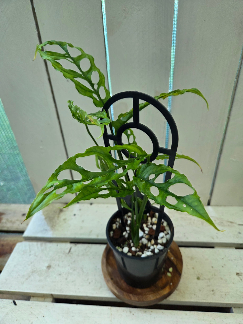 Monstera Obliqua Peru rare indoor plant