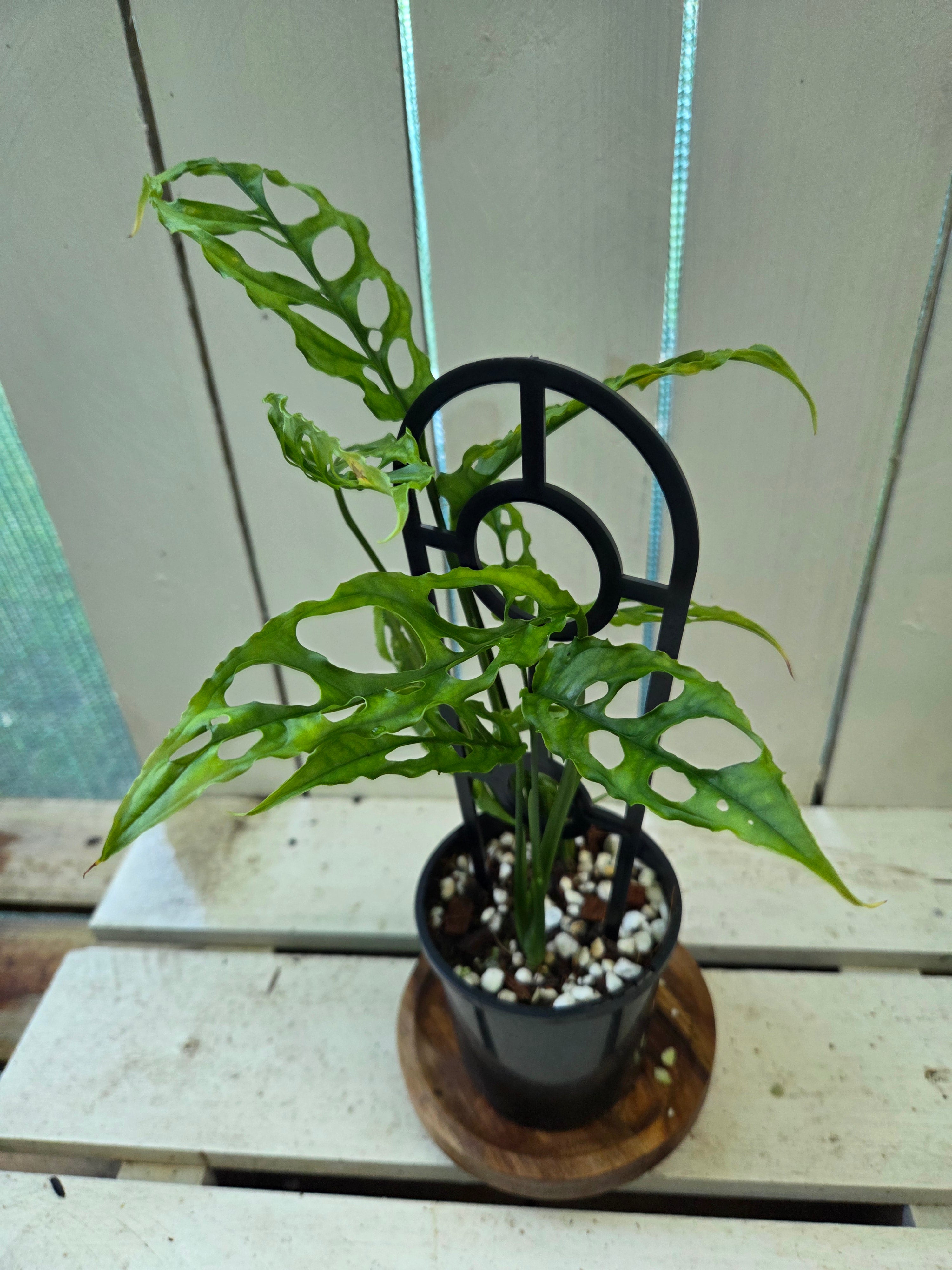 Monstera Obliqua Peru rare indoor plant