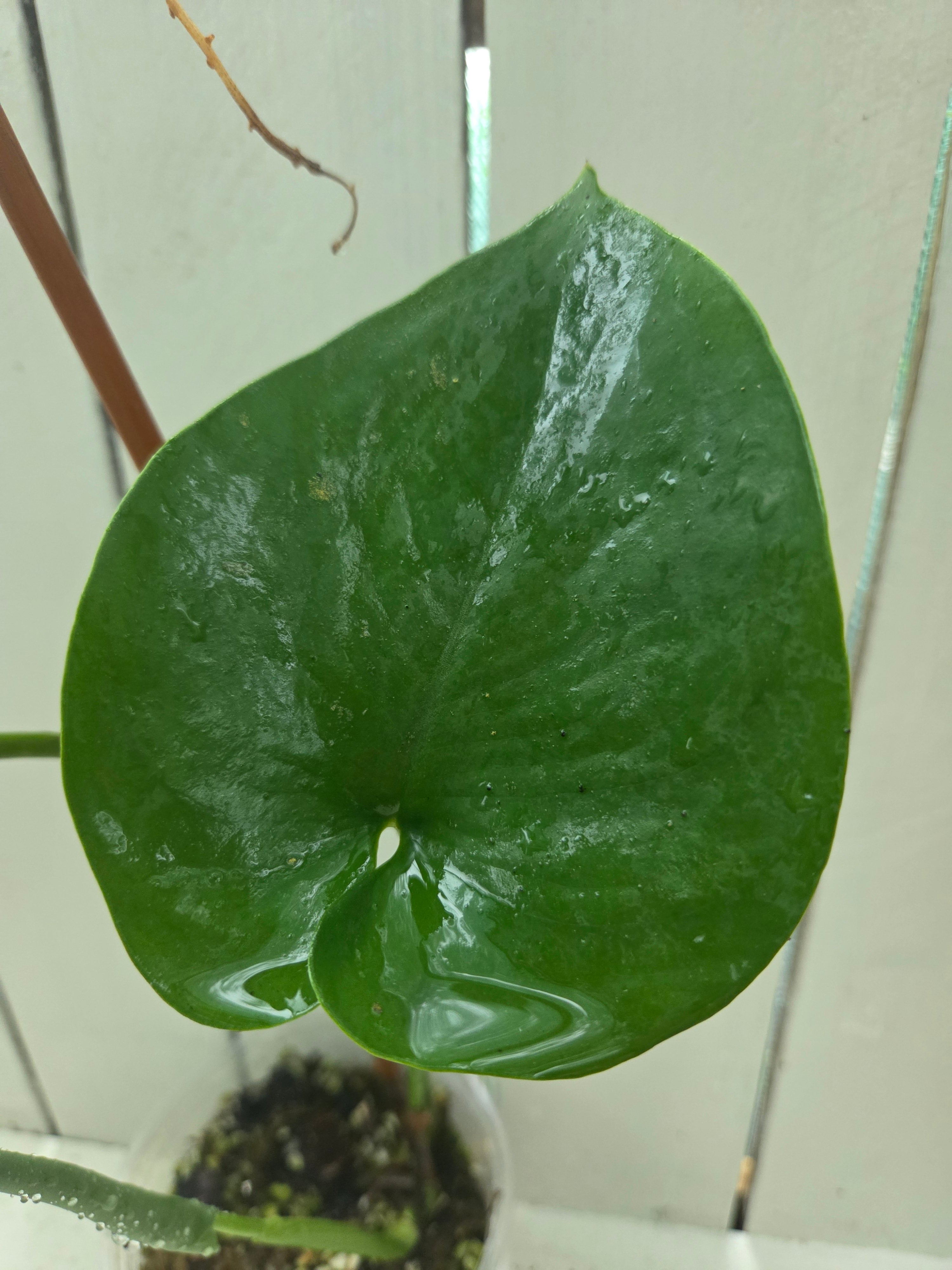 Amydrium Humile- Heart shaped creeping aroid