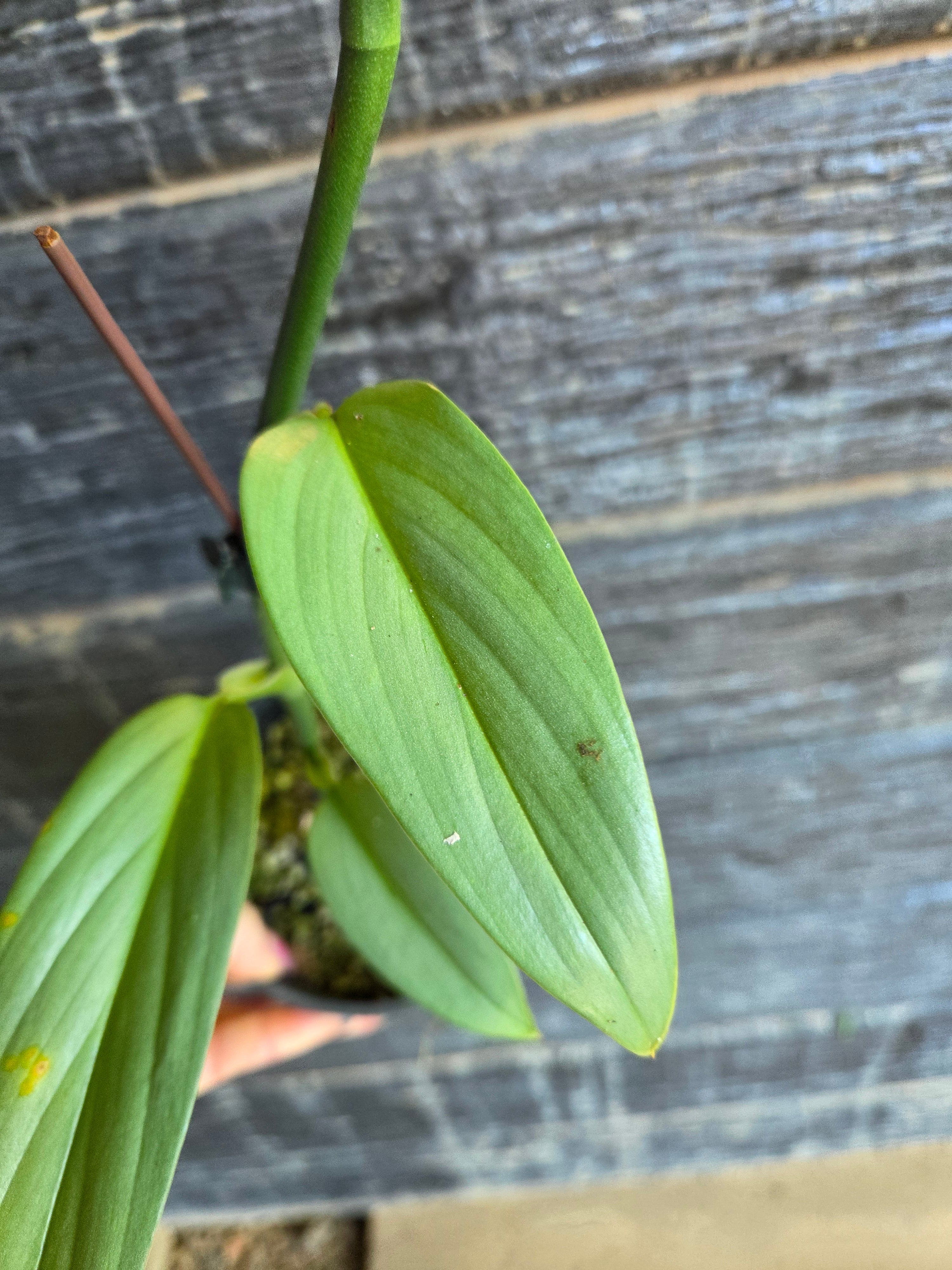 Epipremnum Amplissimum Blue