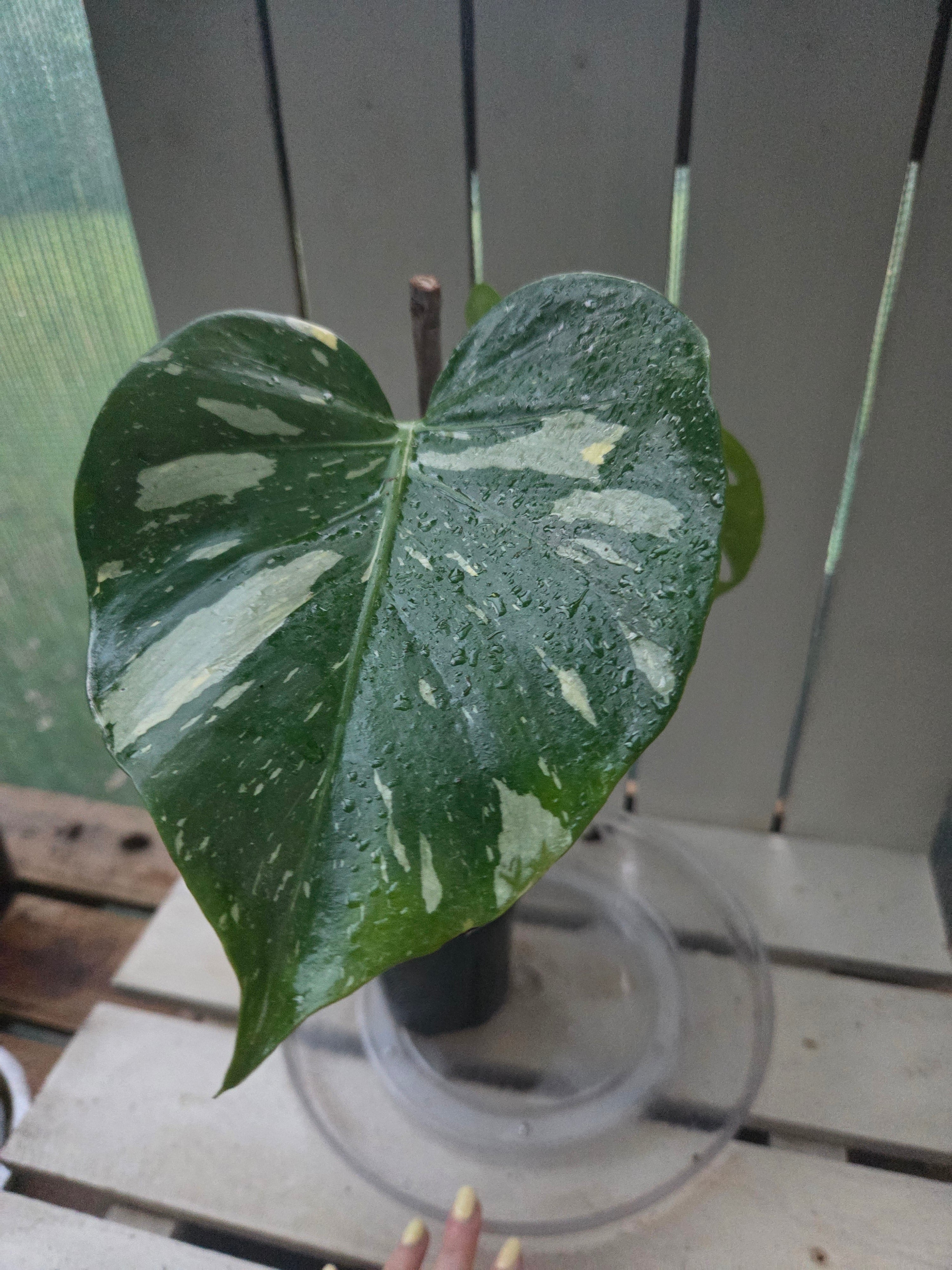 Monstera Thai Constellation