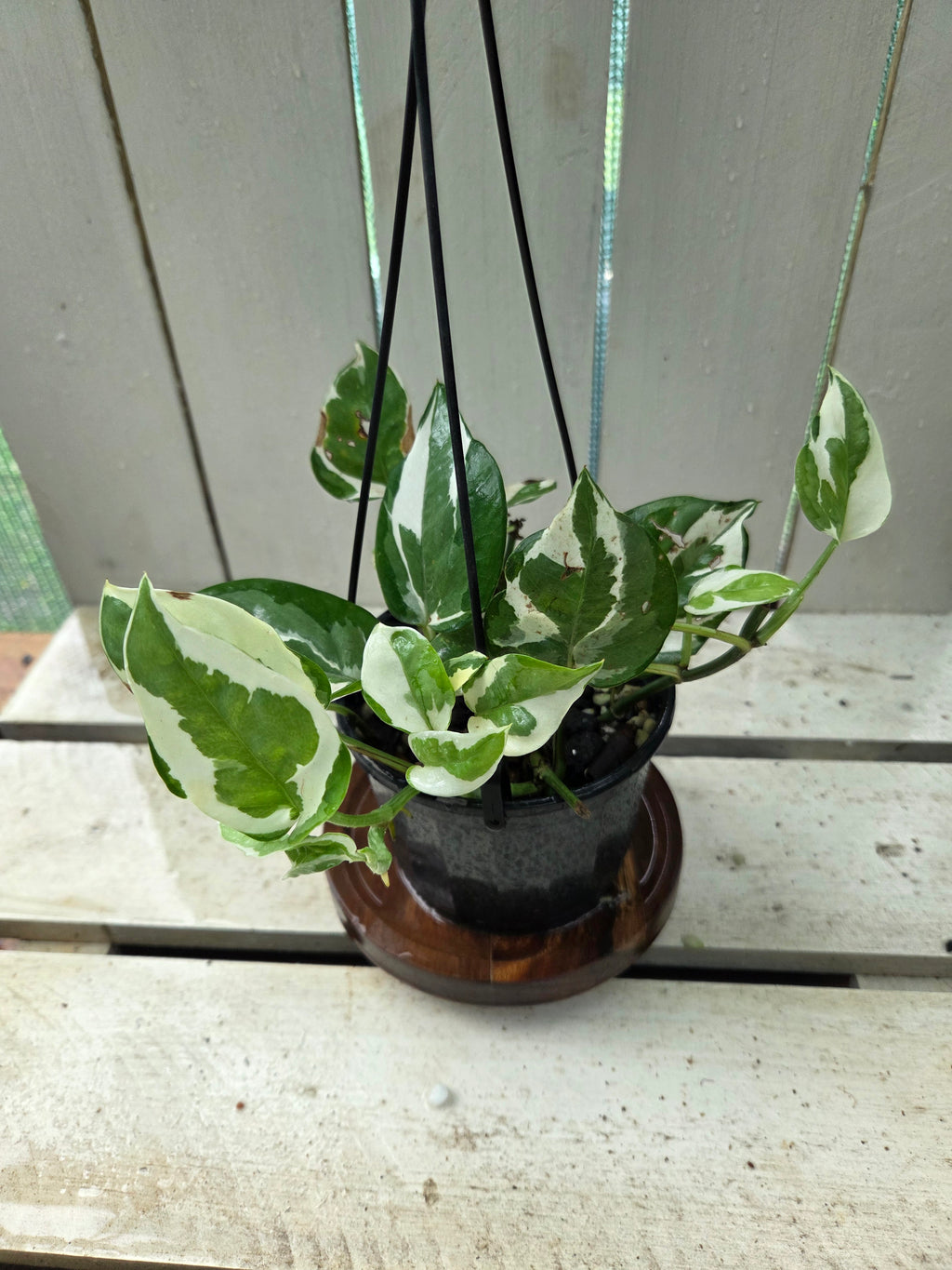 Epipremnum aureum 'Snow Queen'