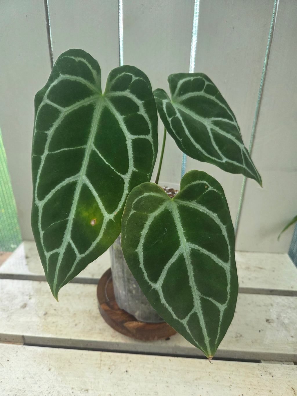 Anthurium Dark Crystallinum 145mm pot RARE - imperfections ✨️