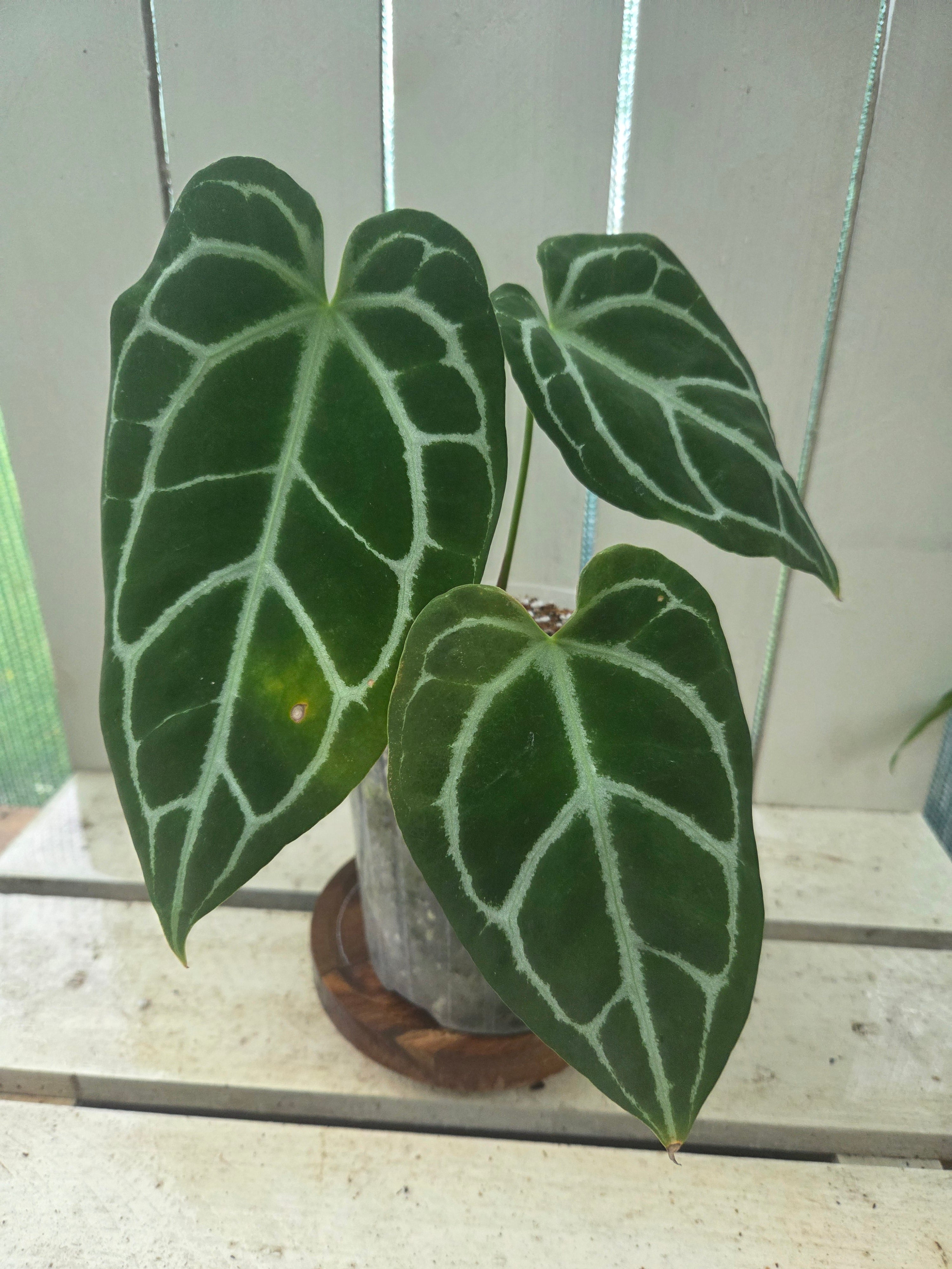 Anthurium Dark Crystallinum 145mm pot RARE - imperfections ✨️