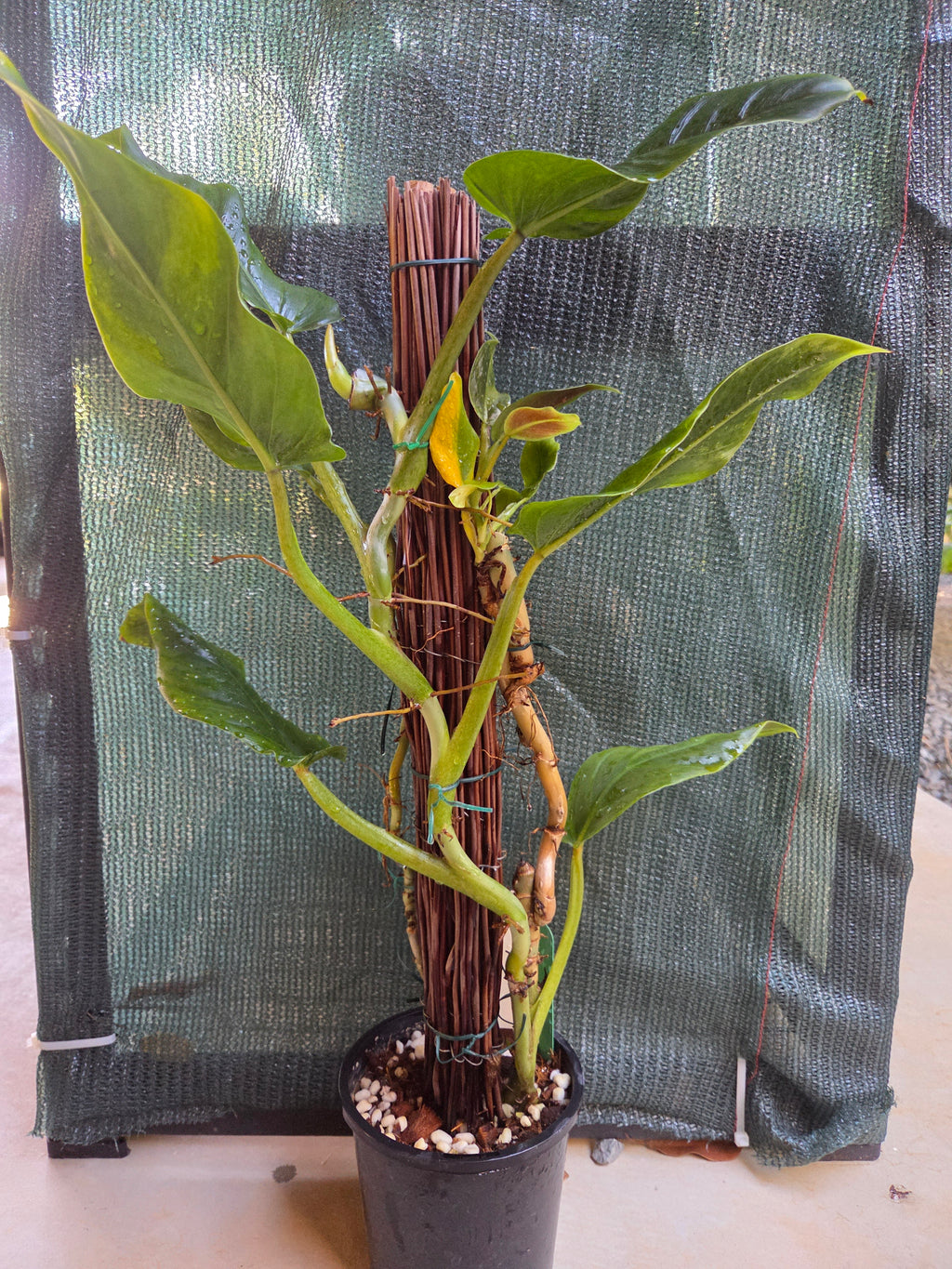 Philodendron Subhastatum