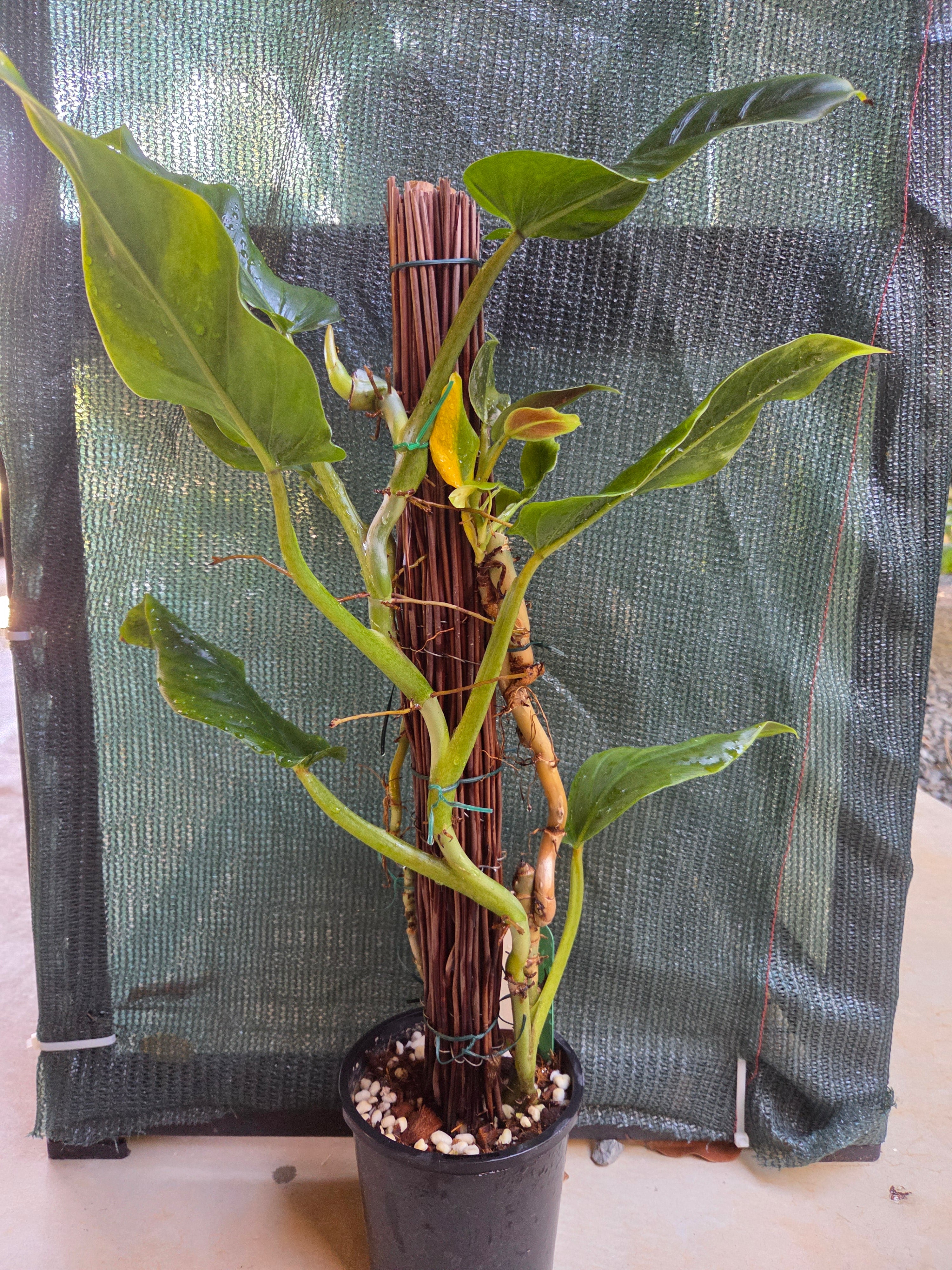 Philodendron Subhastatum