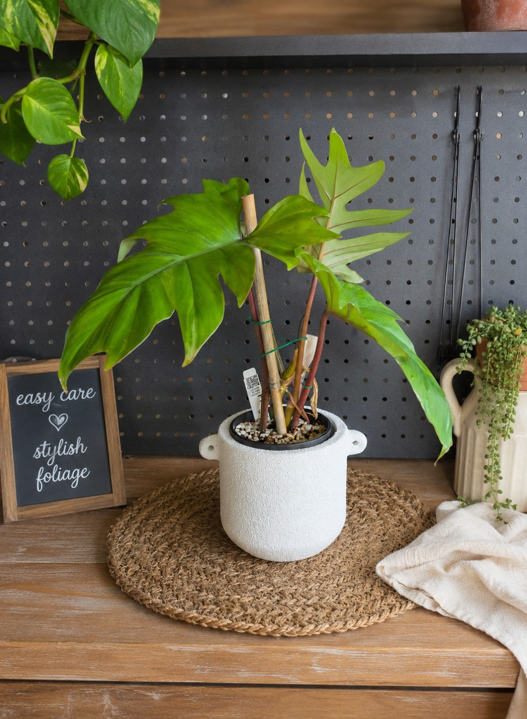 Philodendron Mayori in white textured terracotta pot 125mm