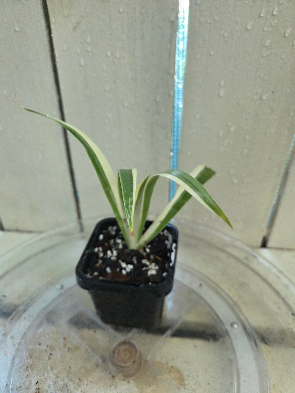 Iris Japonica Variegata 'Walking Iris' Baby Botanics