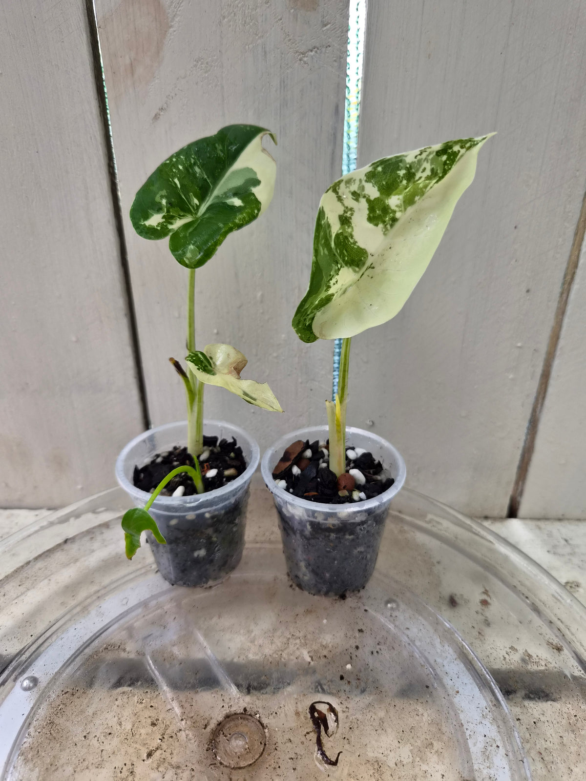 Variegated Alocasia Macrorrhiza Babies