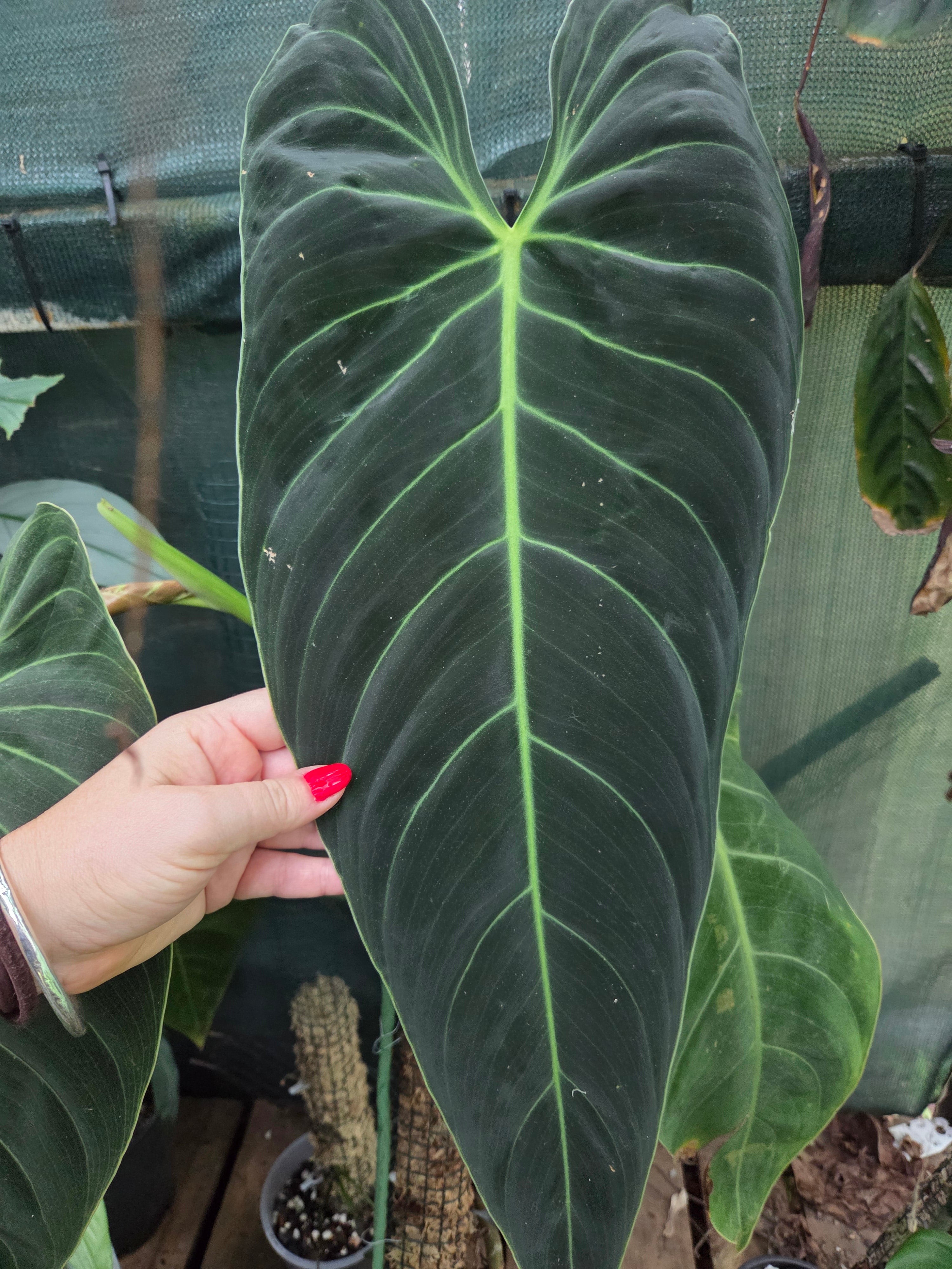 Repot x-large plant under 400ml