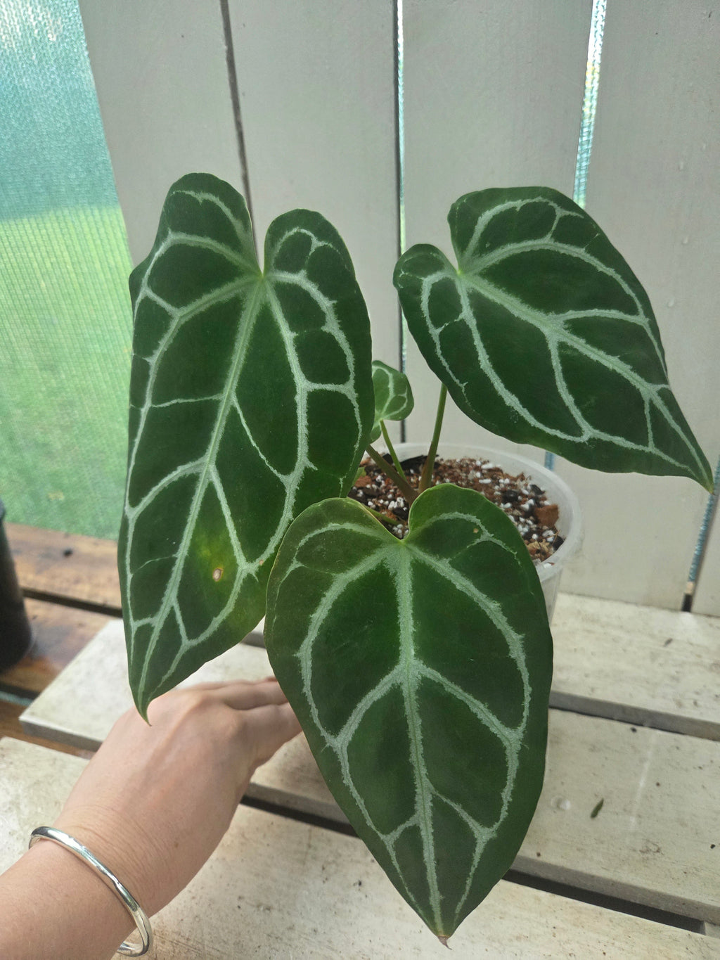Anthurium Dark Crystallinum 145mm pot RARE - imperfections ✨️