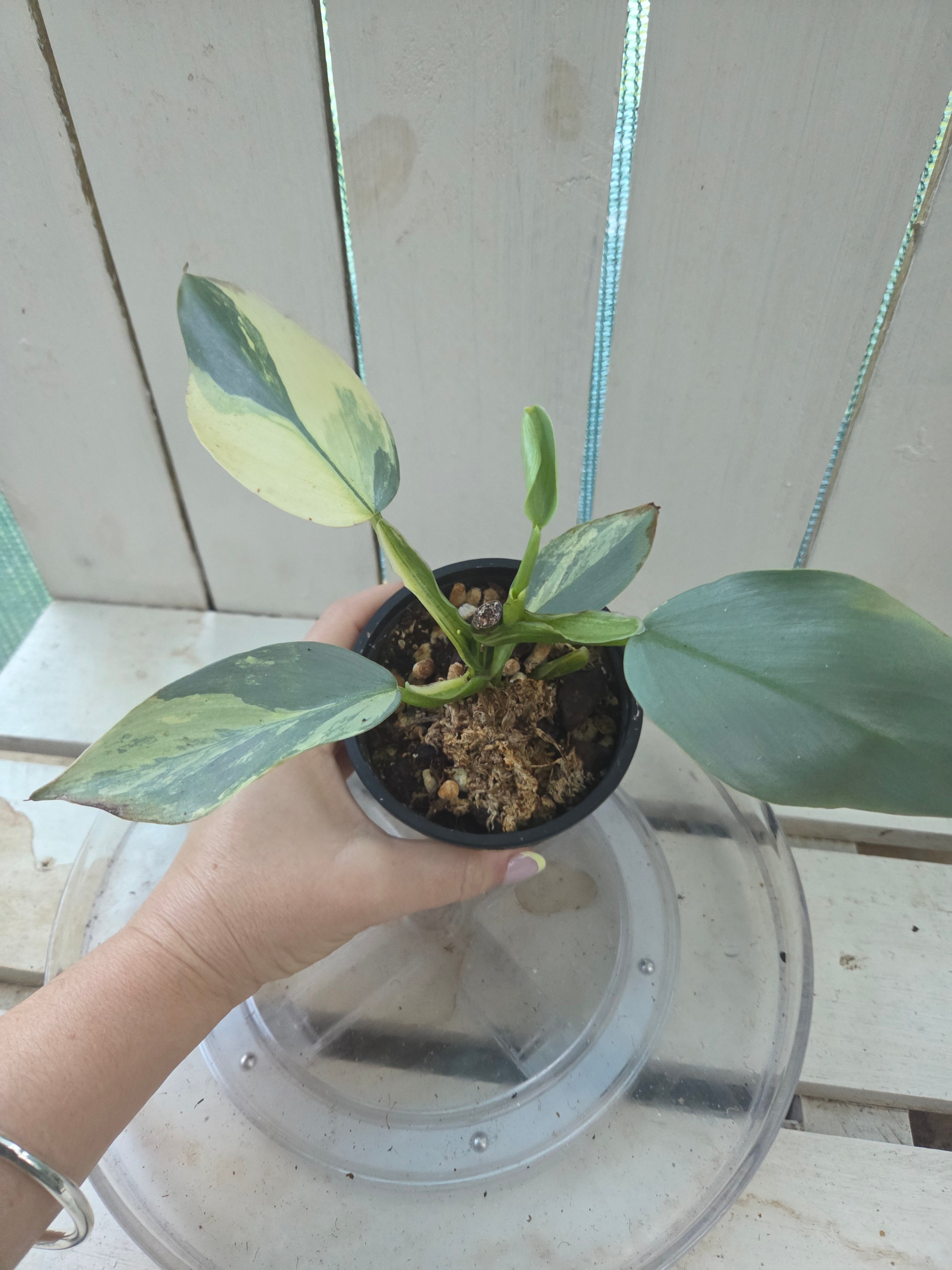 Variegated Philodendron Hastatum aka Silver Sword half moon rare indoor plant