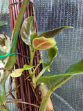 Philodendron Subhastatum