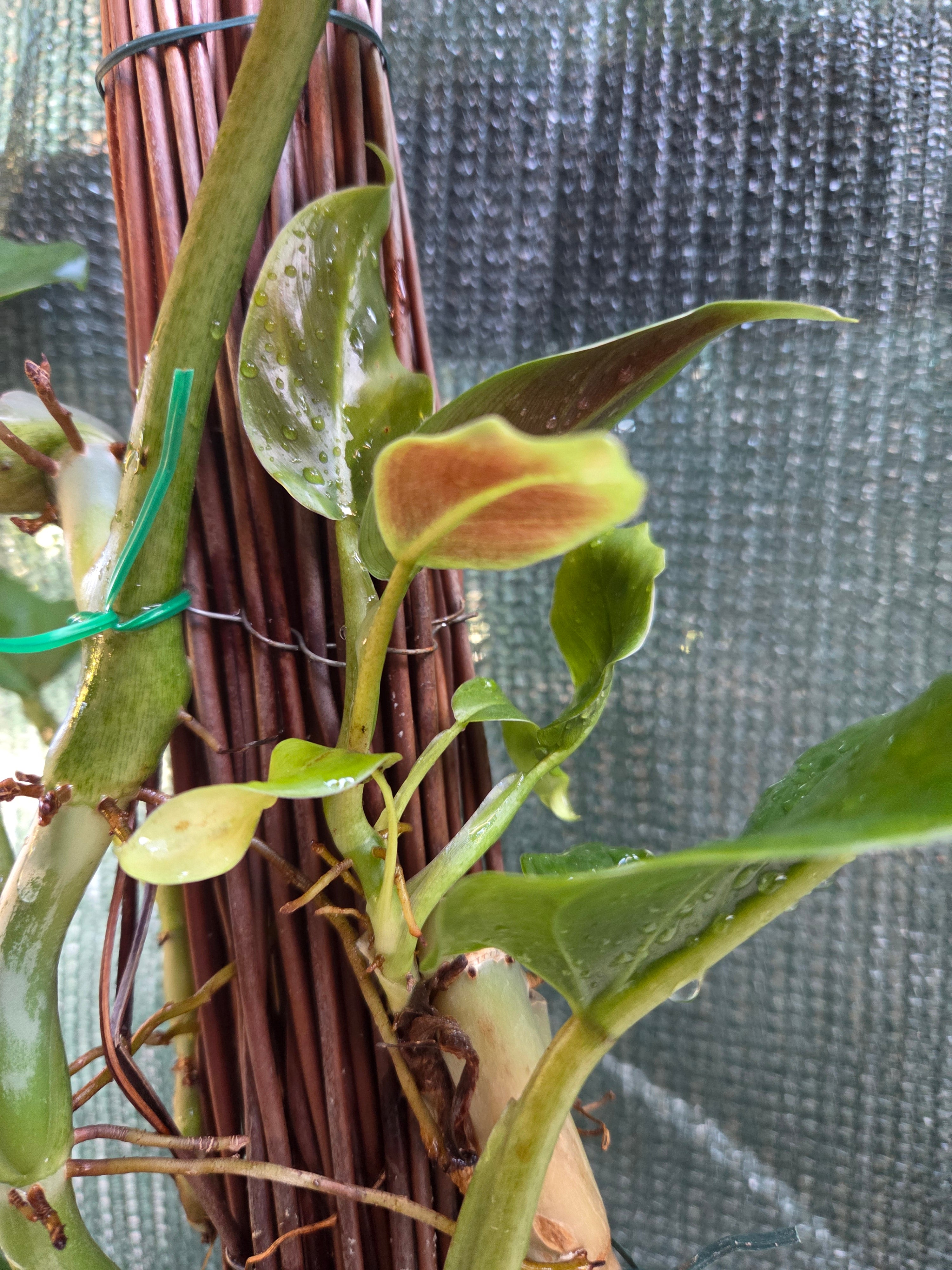 Philodendron Subhastatum