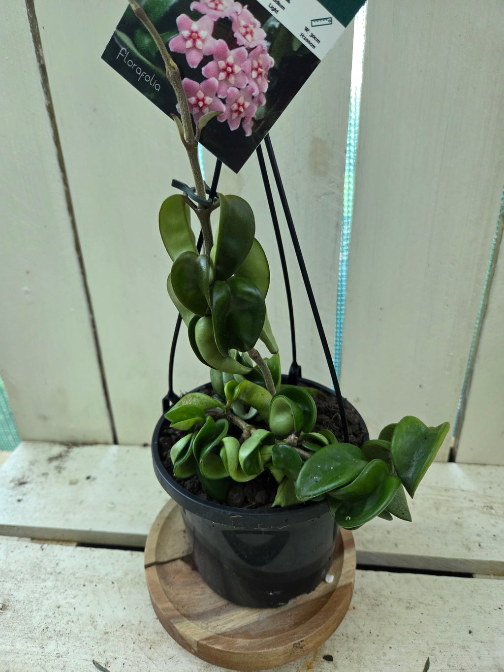 Hoya compacta 'Indian Rope hoya'