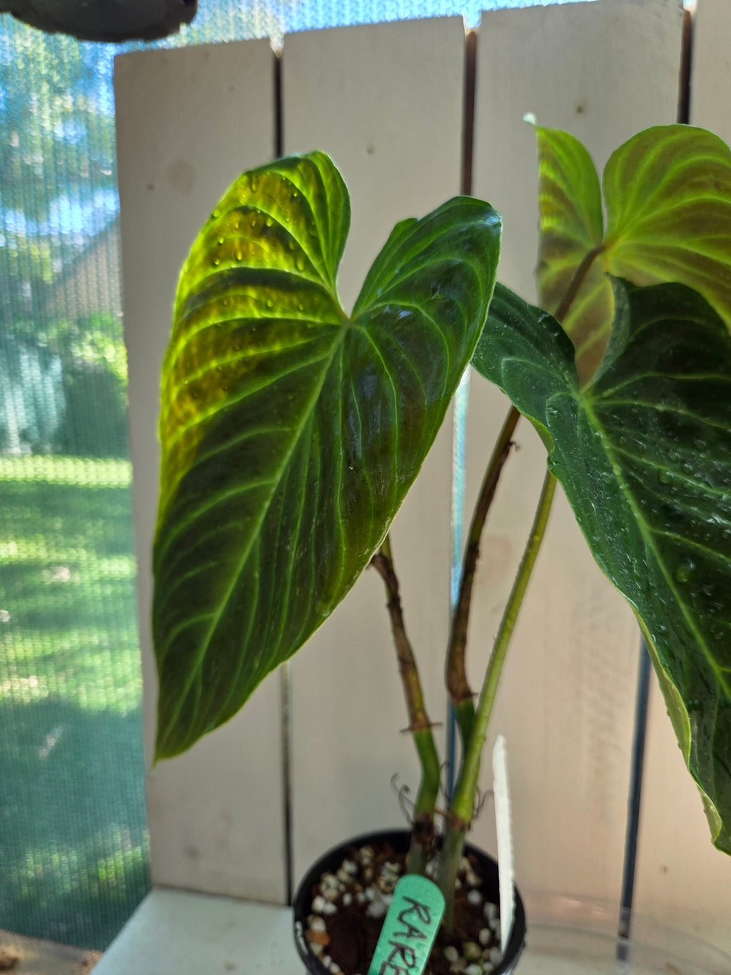 Philodendron Splendid