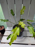 Philodendron Xanadu Variegata RARE PLANT ALERT