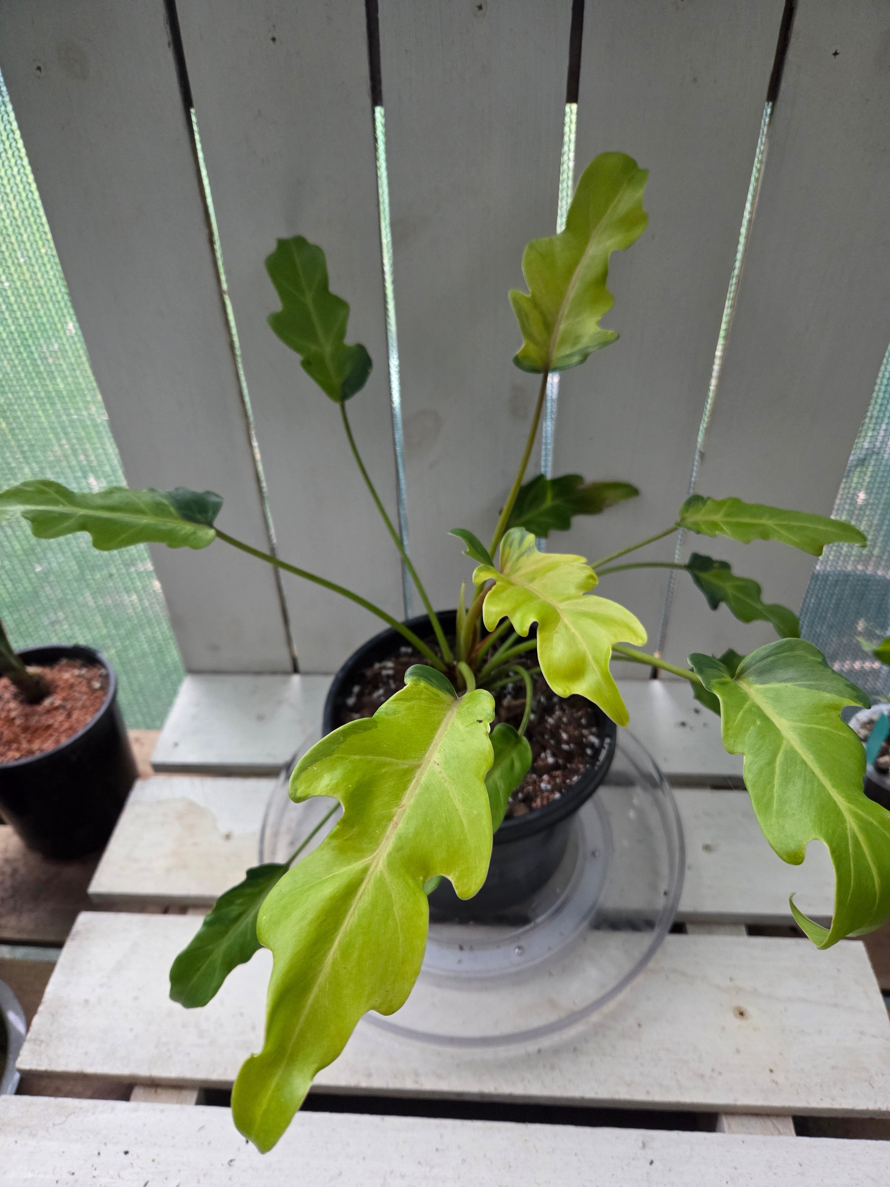 Philodendron Xanadu Variegata RARE PLANT ALERT