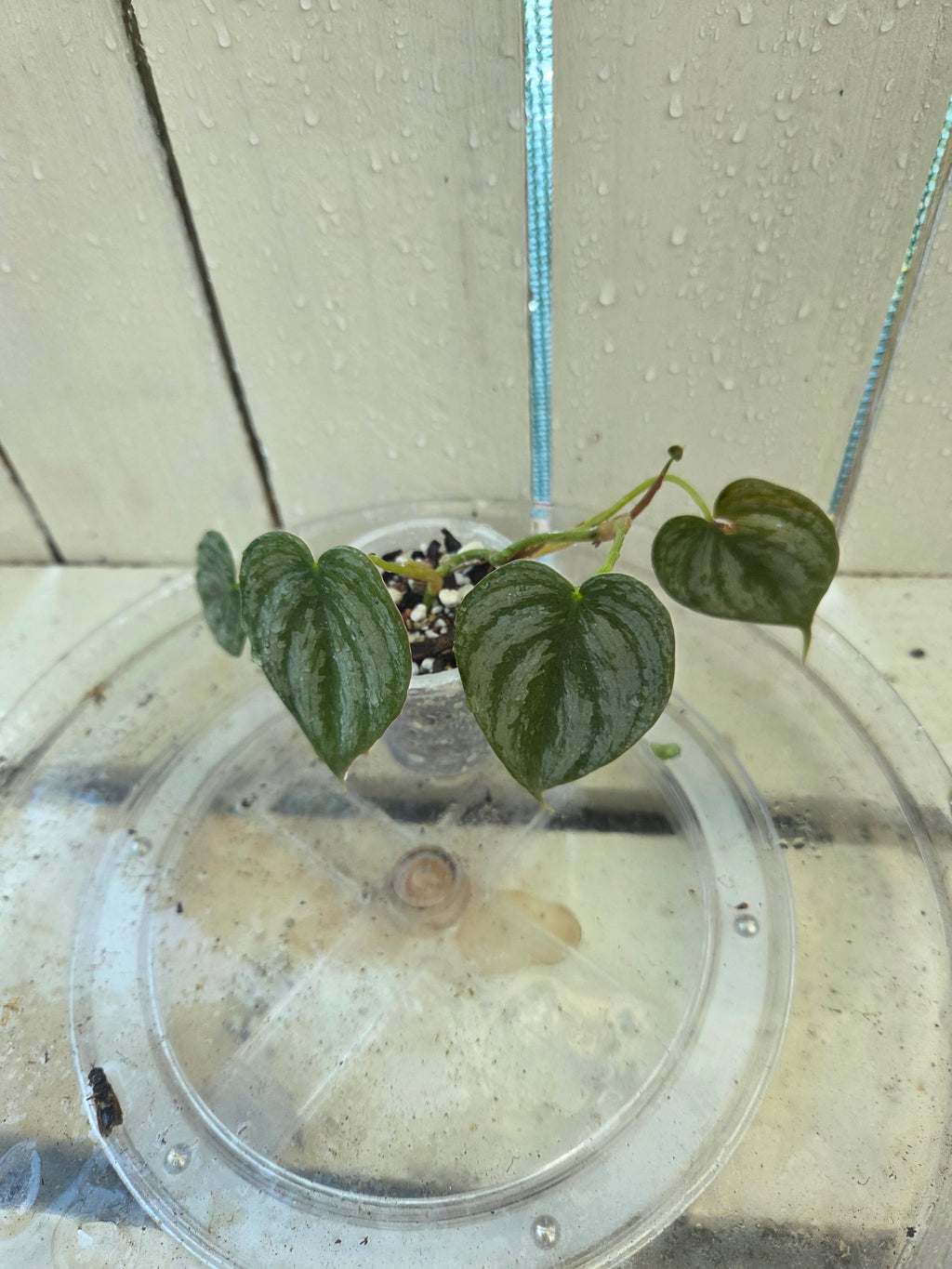 Philodendron Brandtianum Baby Botanics