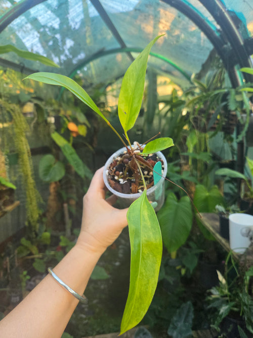 Anthurium Gracile Aurea Variegata RARE PLANT ALERT