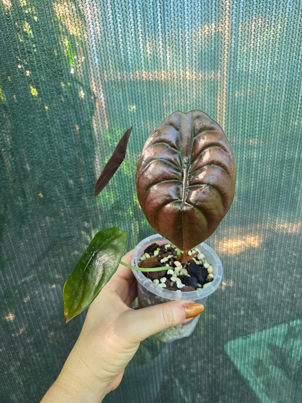Alocasia Cuprea Red Secret