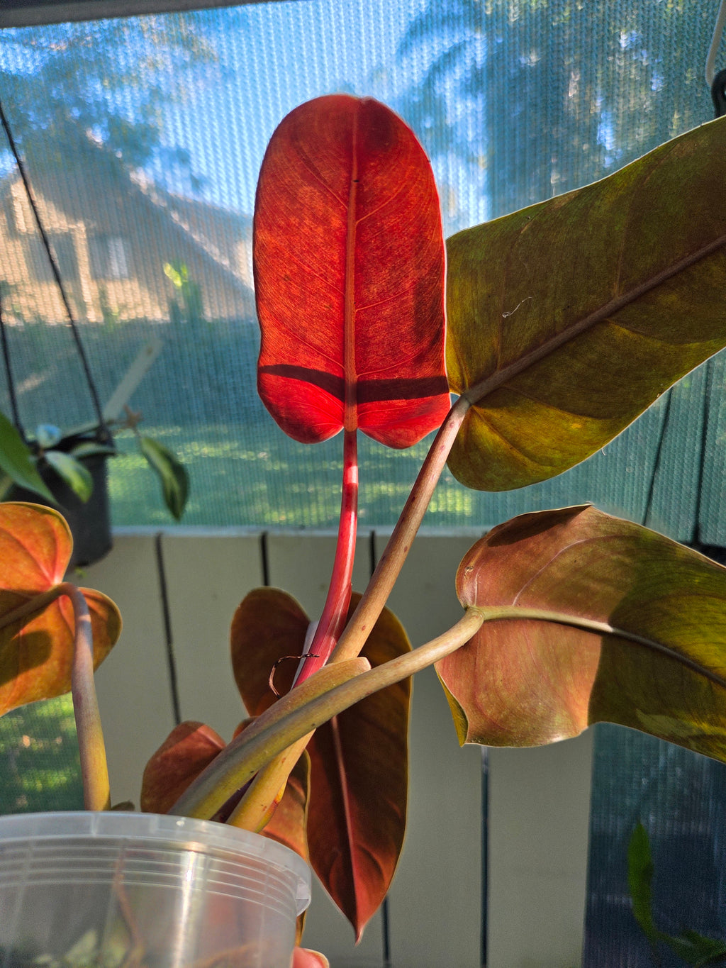 Philodendron Whipple Way