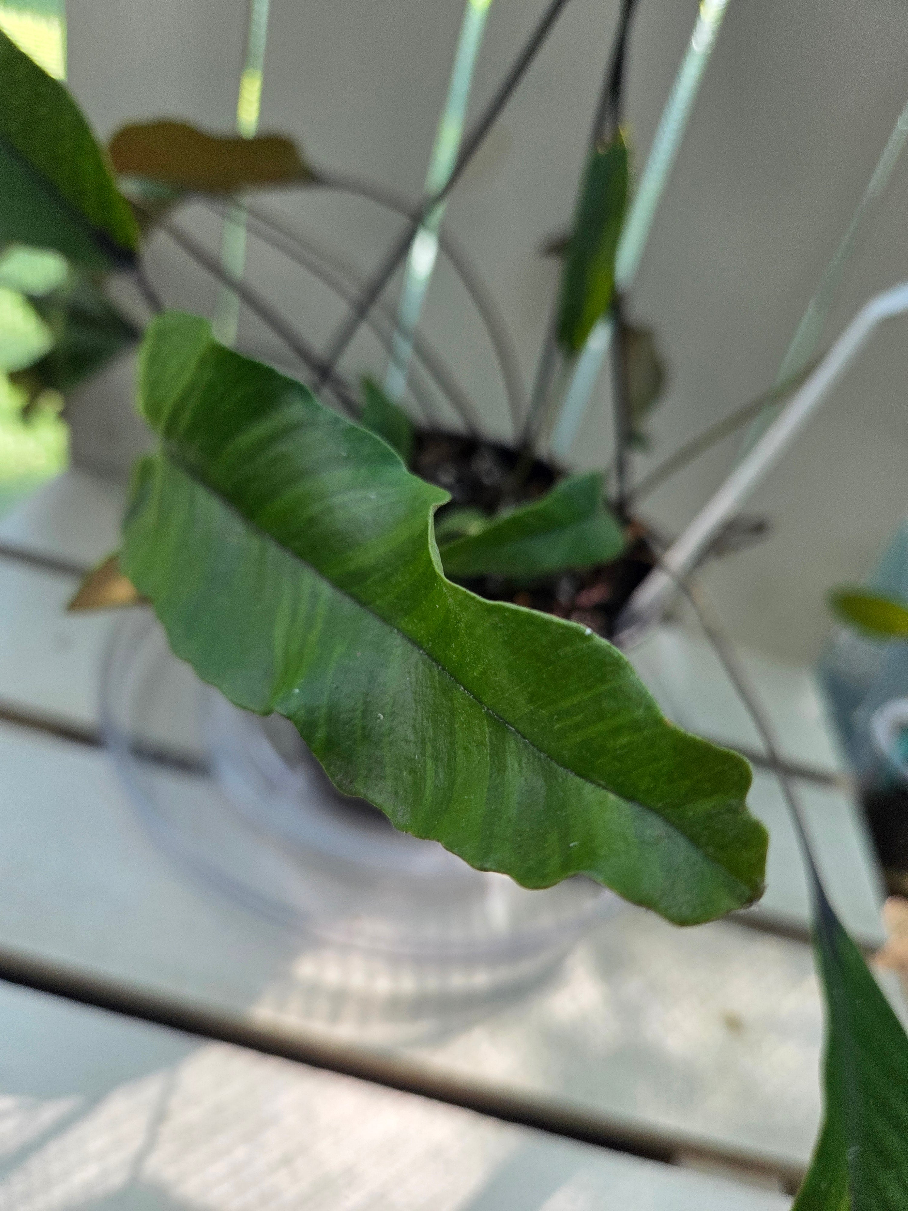 Pyrrosia lingua Variegata